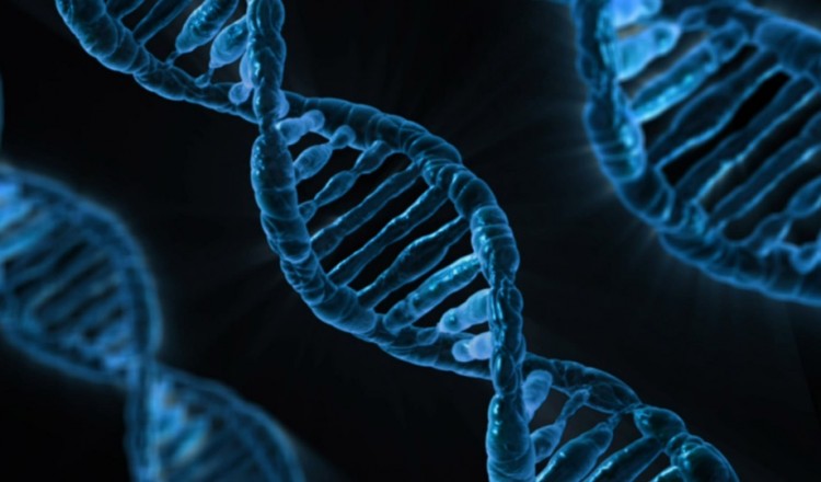 genes