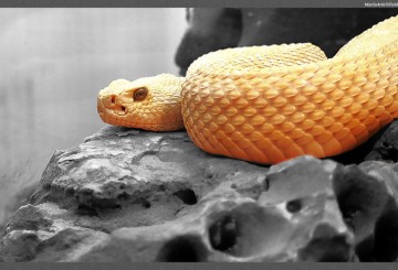 SERPIENTE-CASCABEL-ALVINA-a26488662
