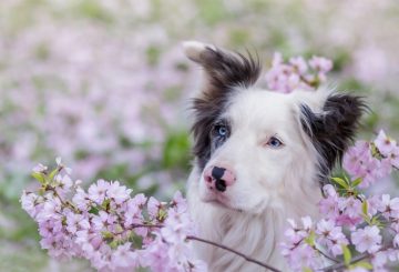 Blue-eyes-dog-pink-flowers-spring