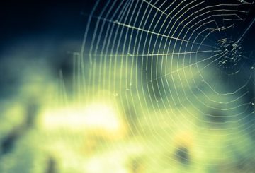 cobweb-959578__340